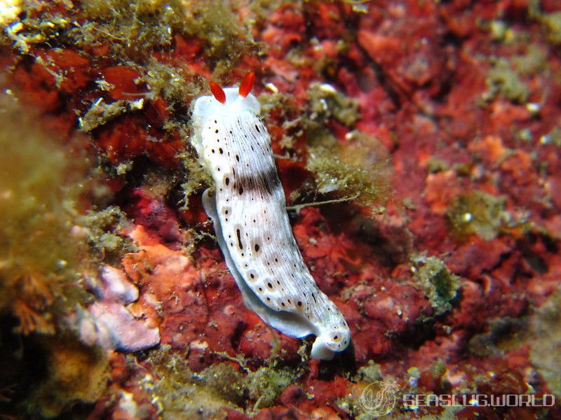 オトメウミウシ Dermatobranchus otome