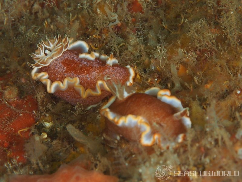 キャラメルウミウシ Glossodoris rufomarginata