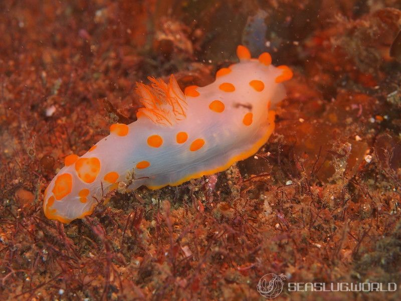 キイボキヌハダウミウシ Gymnodoris impudica