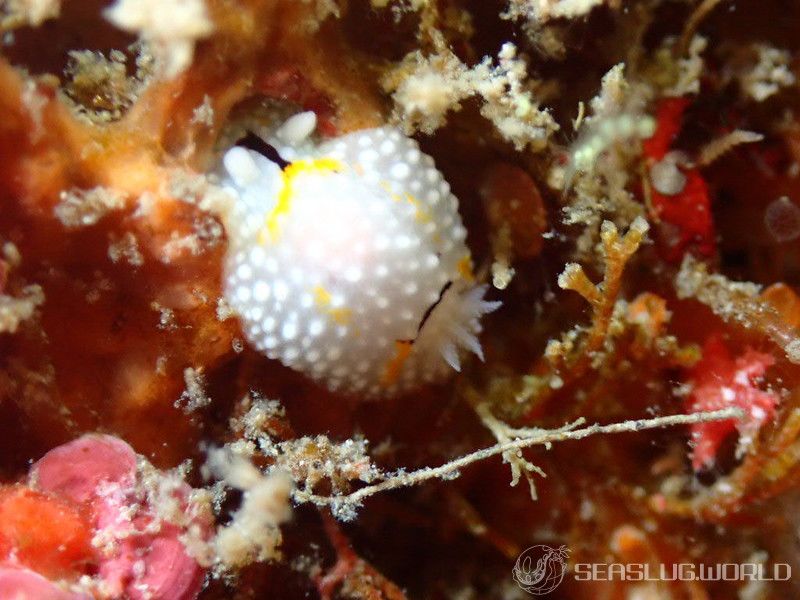 シモフリカメサンウミウシ Aldisa albatrossae