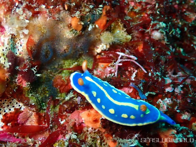 アオウミウシ Hypselodoris festiva