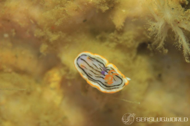 クロスジウミウシ Chromodoris sp. 6