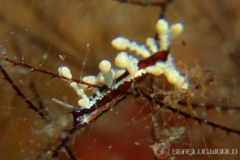 ヤマンバミノウミウシ Eubranchus putnami