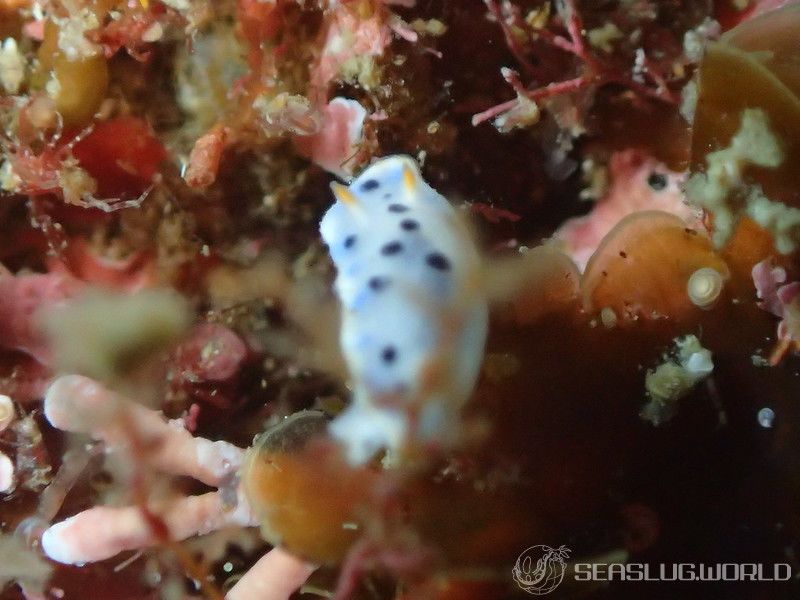 ウスイロウミウシ Hypselodoris placida