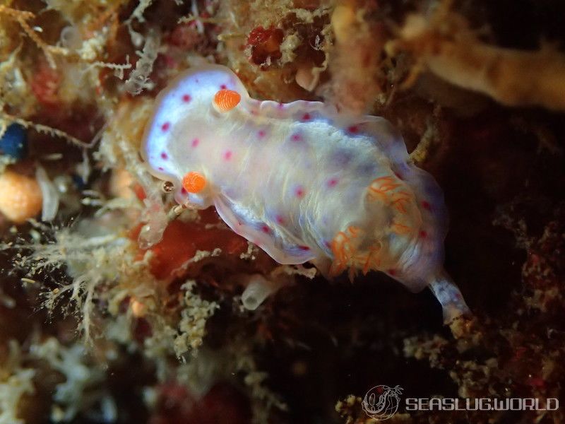 ミカドウミウシ Hexabranchus lacer