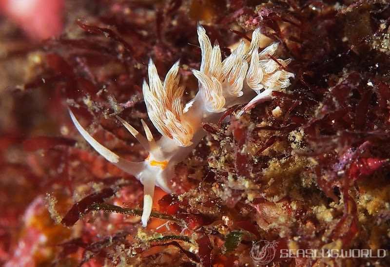 ハクセンミノウミウシ属の一種 3 Cratena sp. 3