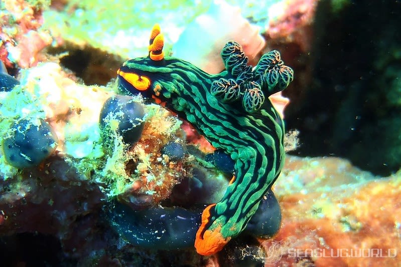 アカフチリュウグウウミウシ Nembrotha kubaryana