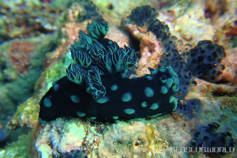 トサカリュウグウウミウシ Nembrotha cristata