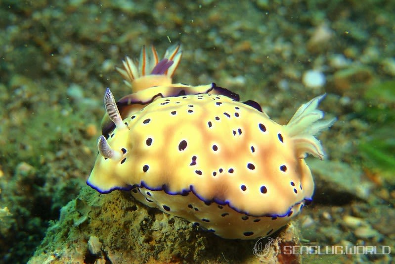 マダライロウミウシ Hypselodoris tryoni