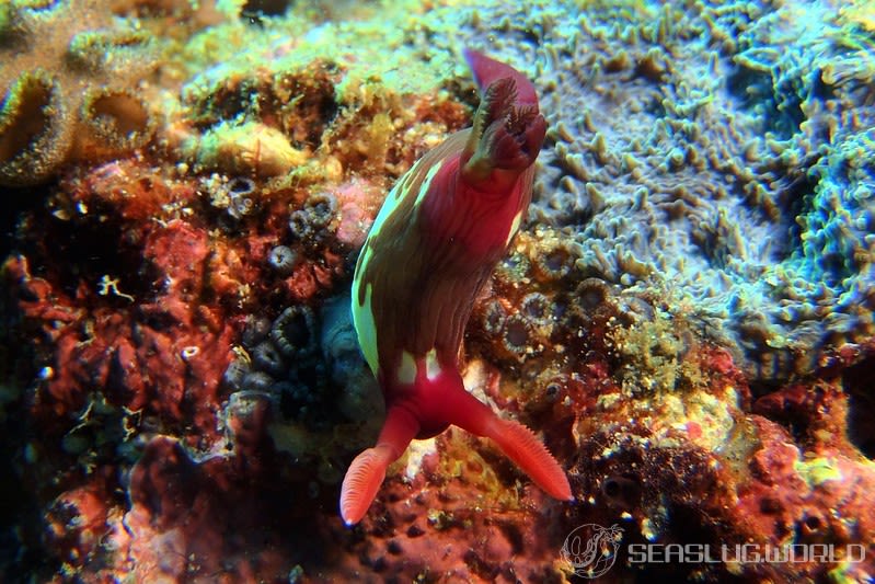 セグロリュウグウウミウシ Nembrotha chamberlaini