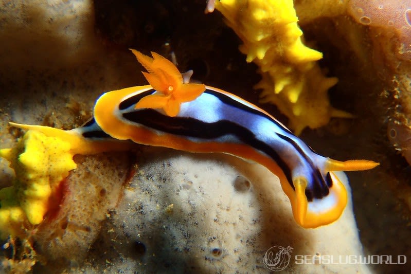 シボリイロウミウシ Chromodoris strigata