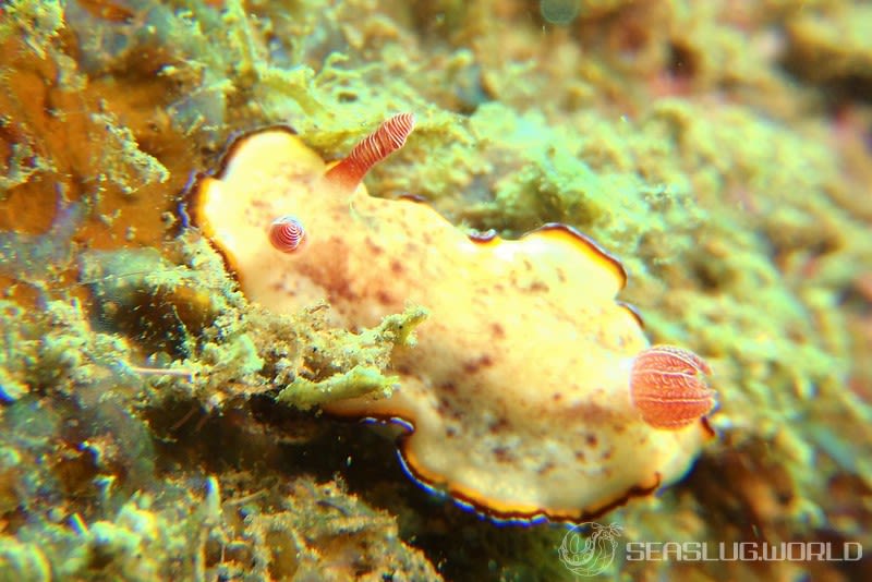 フチドリウサギウミウシ Goniobranchus preciosus