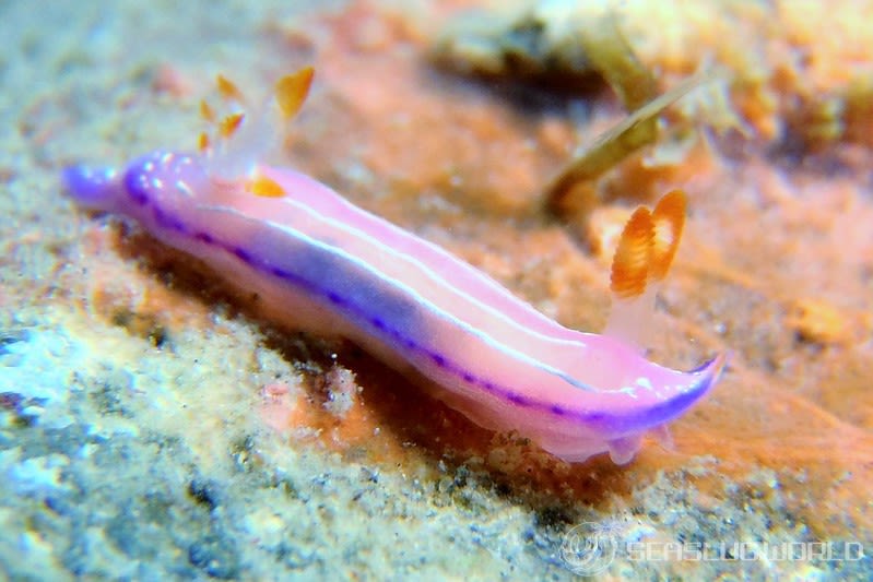 ハナイロウミウシ Thorunna florens