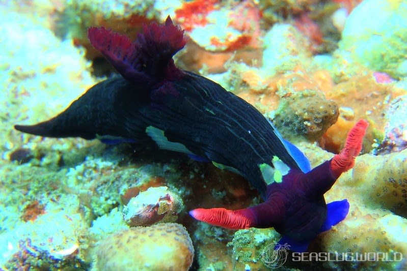 セグロリュウグウウミウシ Nembrotha chamberlaini