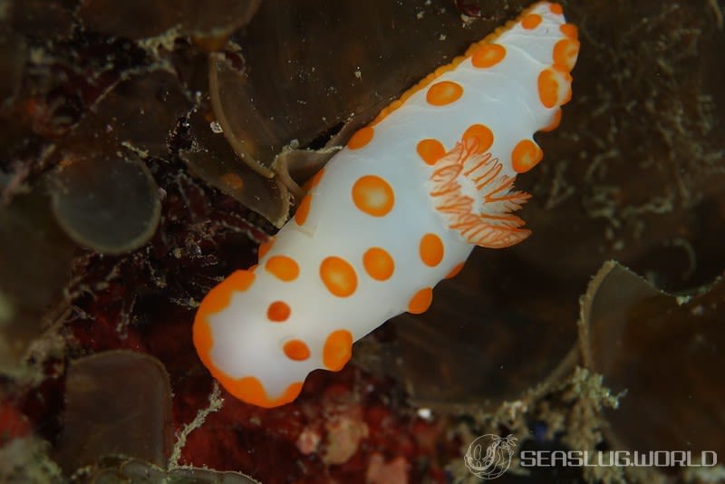 キイボキヌハダウミウシ Gymnodoris impudica