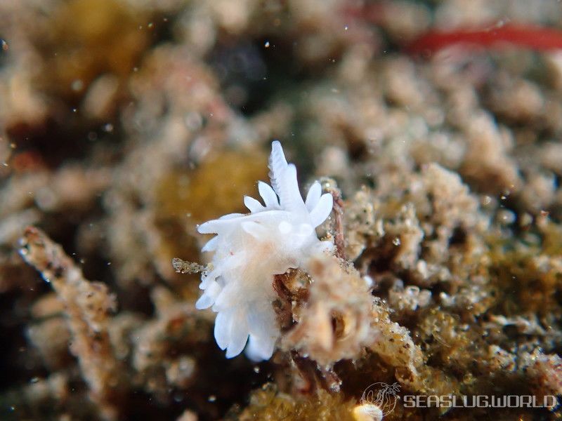 シロイバラウミウシ Bermudella japonica