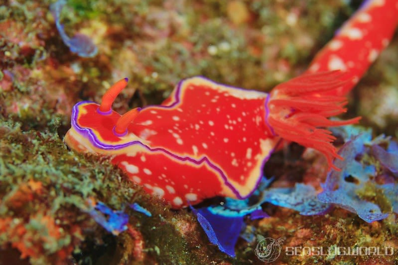 フタイロニシキウミウシ Ceratosoma bicolor