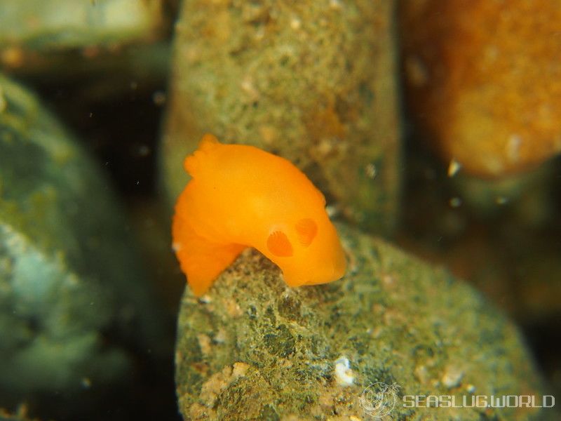 キヌハダウミウシ Gymnodoris inornata