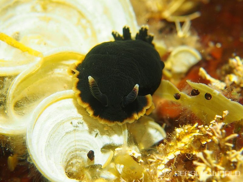 クロシタナシウミウシ Dendrodoris arborescens