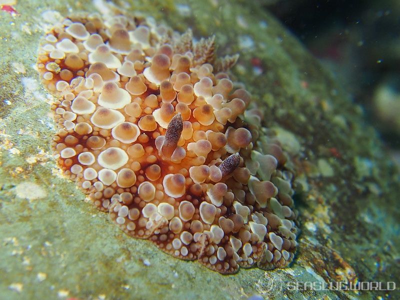 マンリョウウミウシ Carminodoris armata 世界のウミウシ