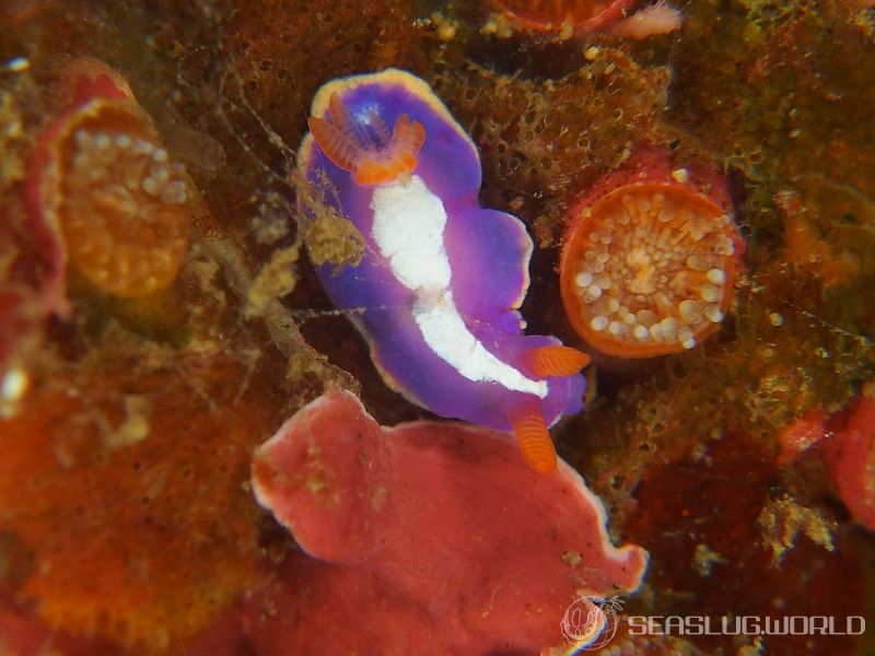 フジイロウミウシ Verconia purpurea