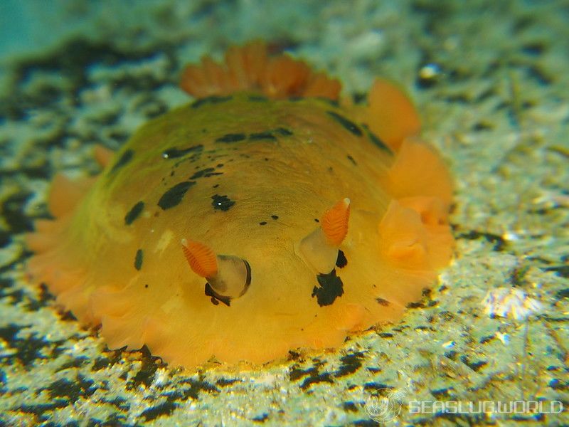 マダラウミウシ Dendrodoris fumata