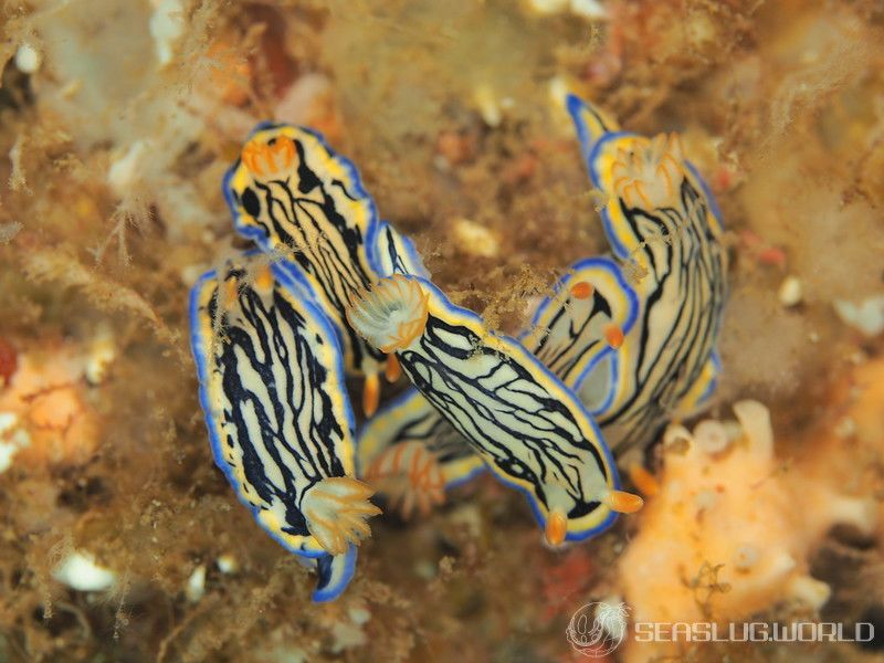 リュウモンイロウミウシ Hypselodoris maritima