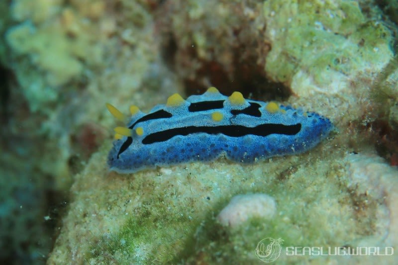 ソライロイボウミウシ Phyllidia coelestis