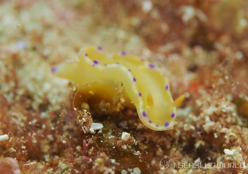 コハクニシキウミウシ Ceratosoma palliolatum