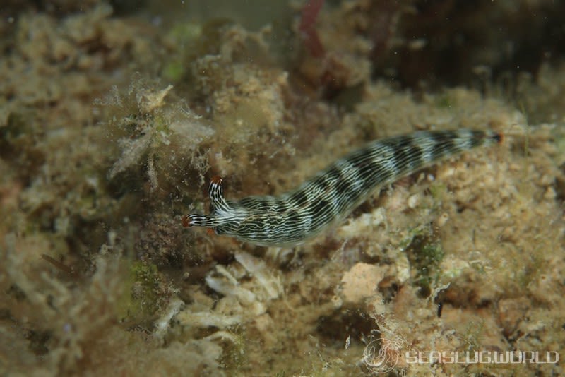 タスジミドリガイ Thuridilla gracilis