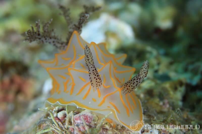 キスジカンテンウミウシ Halgerda diaphana