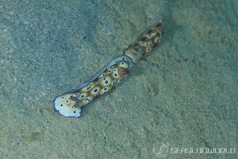 マダライロウミウシ Hypselodoris tryoni