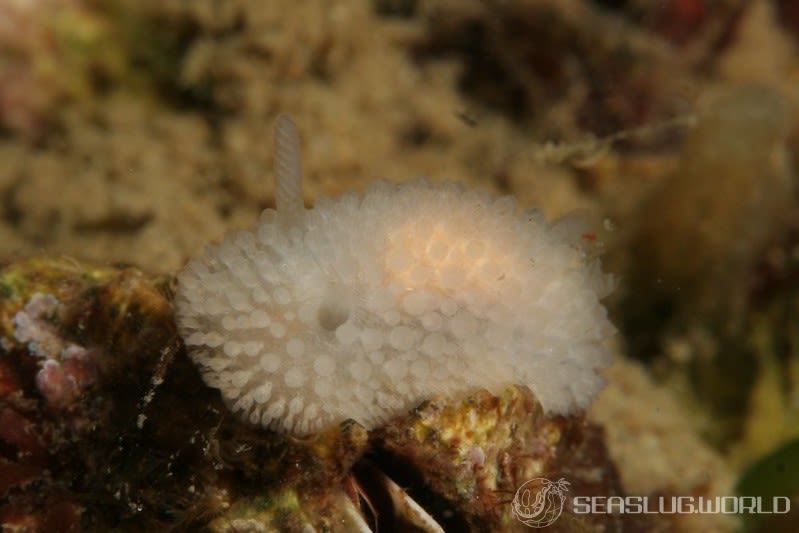 シロトゲウミウシ Onchidoris muricata