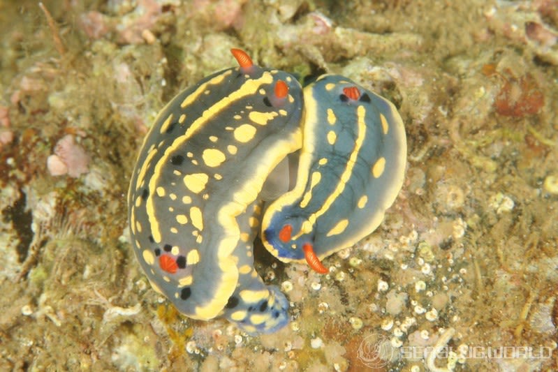 アオウミウシ Hypselodoris festiva