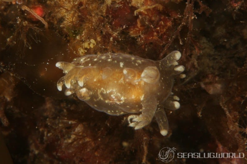 イトヒキウミウシ Pseudobornella orientalis