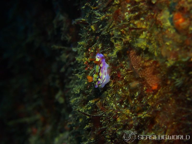 セリスイロウミウシ Hypselodoris cerisae