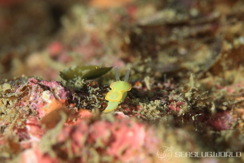 ミツイラメリウミウシ Diaphorodoris mitsuii