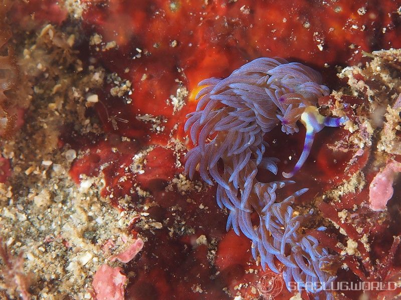 ムカデミノウミウシ Pteraeolidia semperi