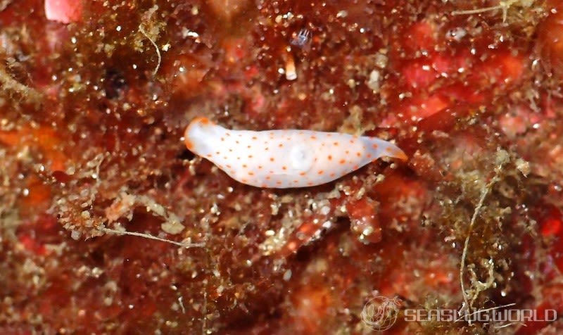 アカボシウミウシ Gymnodoris alba