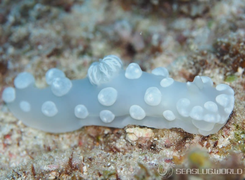 シロボンボンウミウシ Gymnodoris sp. 1