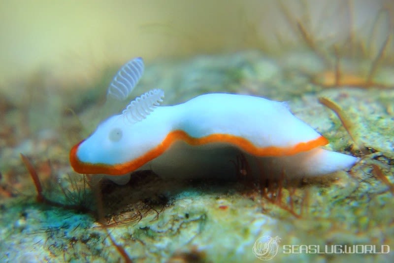 ボンボリイロウミウシ Goniobranchus albonares