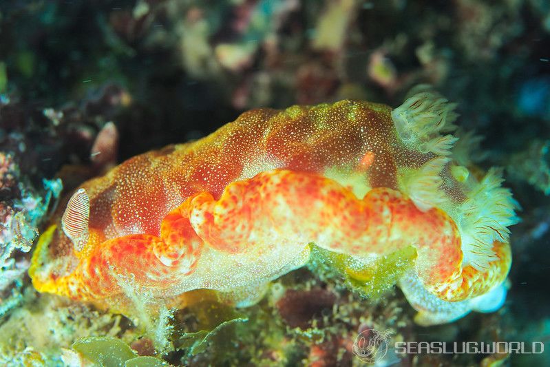 ミカドウミウシ Hexabranchus lacer