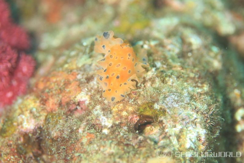 ヒメマダラウミウシ Dendrodoris guttata