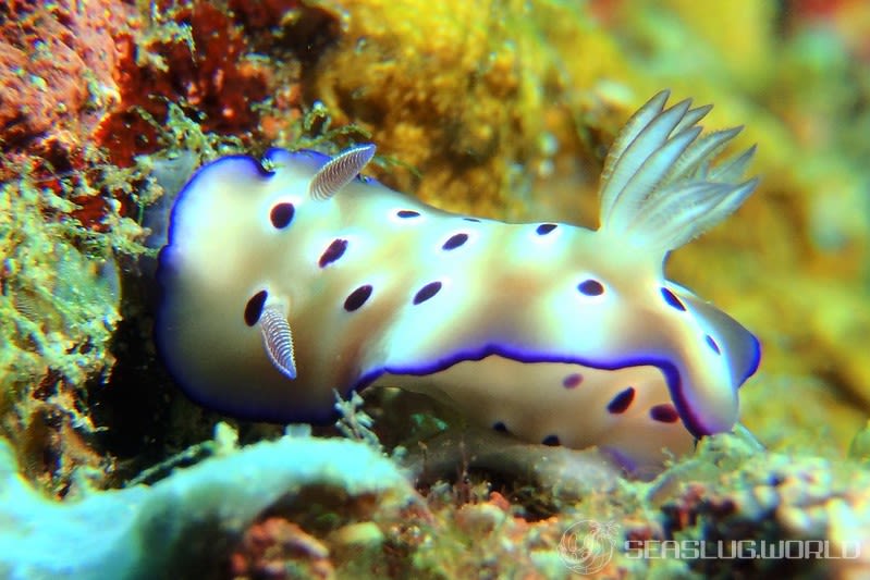 マダライロウミウシ Hypselodoris tryoni