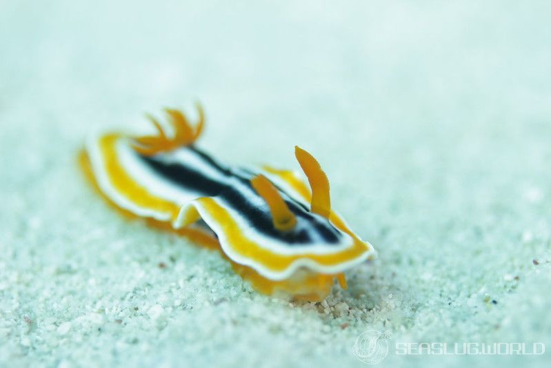 シライトウミウシ Chromodoris magnifica