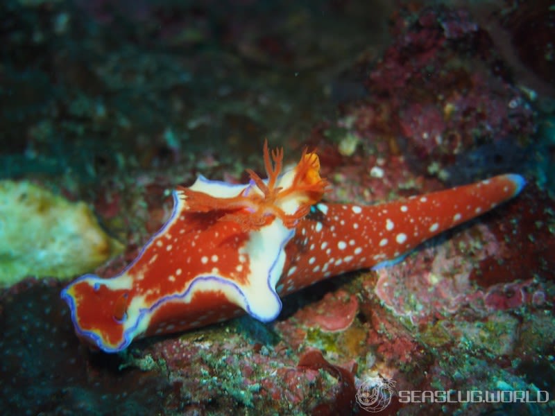 フタイロニシキウミウシ Ceratosoma bicolor