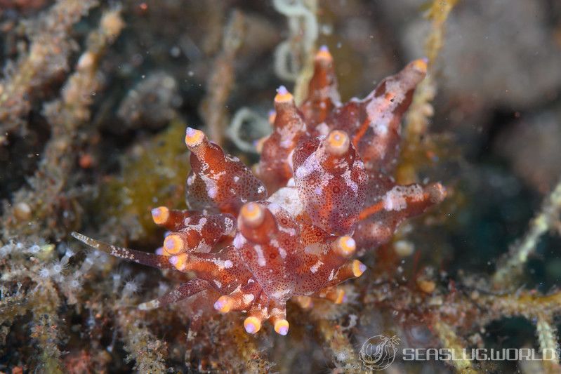 ホリミノウミウシ属の一種 2 Eubranchus sp. 2