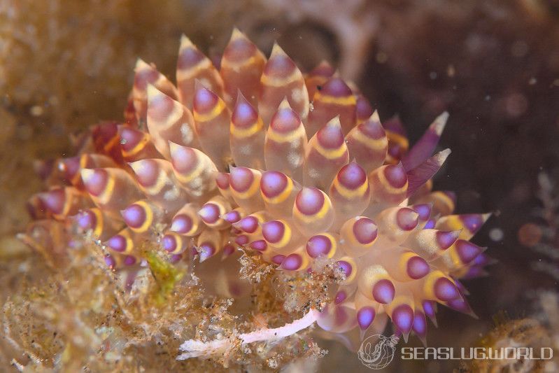 サーシャコヤナギウミウシ Janolus flavoanulatus