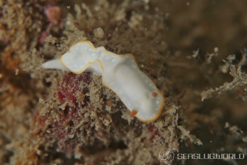 シラユキウミウシ Verconia nivalis