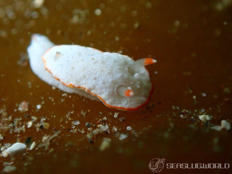 ミナミミツイラメリウミウシ Diaphorodoris sp. 1